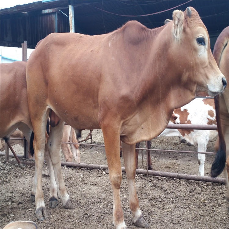 龙翔种牛养殖场 纯种鲁西黄牛 架子牛  改良肉牛犊价格 小黄牛批发