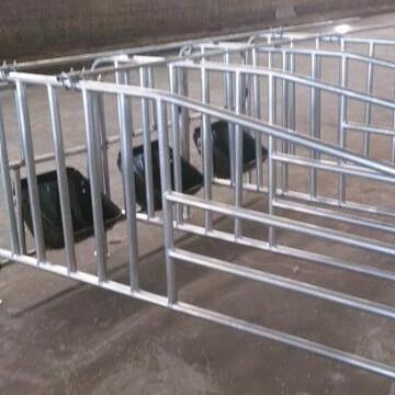 新建猪场限位栏设备安装厂家世昌畜牧
