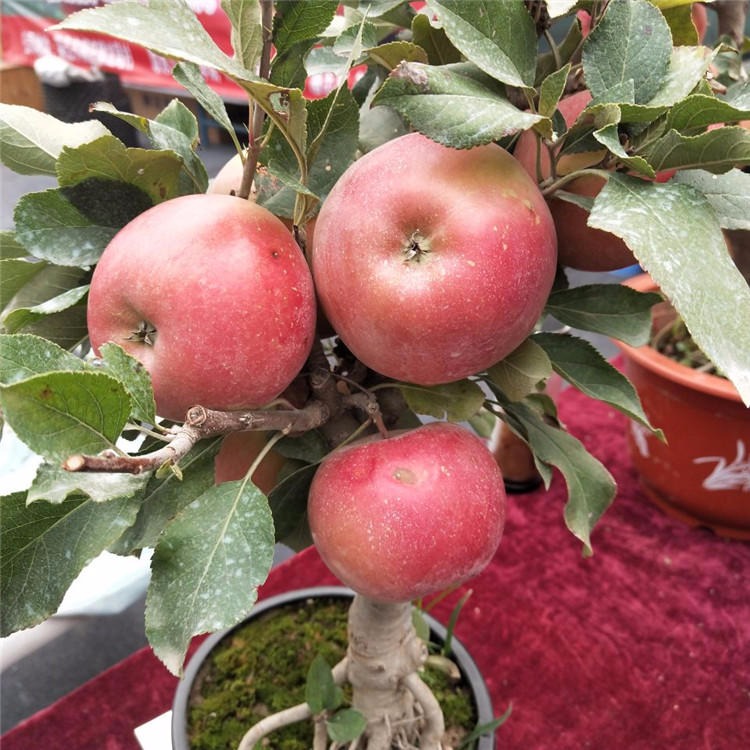 矮化苹果树苗 红肉苹果苗大量批发 苹果苗提供种植技术资料 黑苹果苗价格