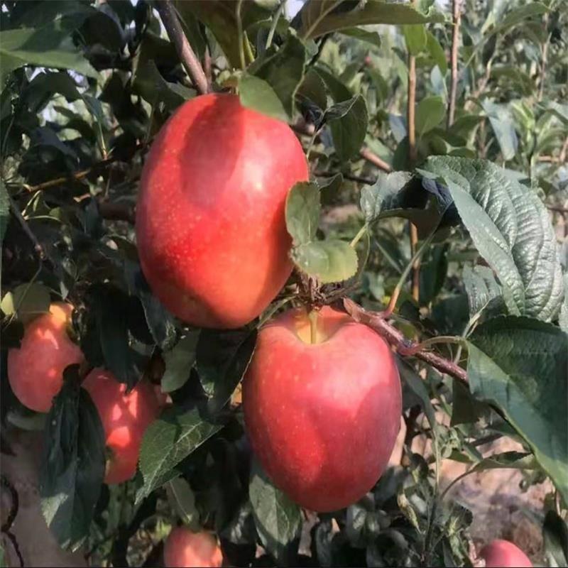 1公分矮化苹果苗批发 3公分矮化苹果树 矮化苹果苗特点 苹果原生苗量大优惠图片