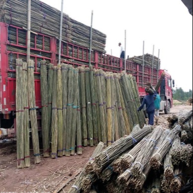 京西竹业  产地低价直销2020年苹果园专用的4米小竹竿