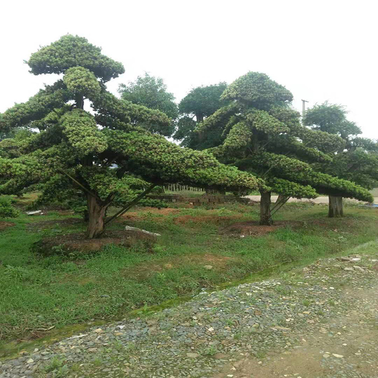 造型罗汉松  造型罗汉松盆景  35公分造型罗汉松 树巧缝苗木