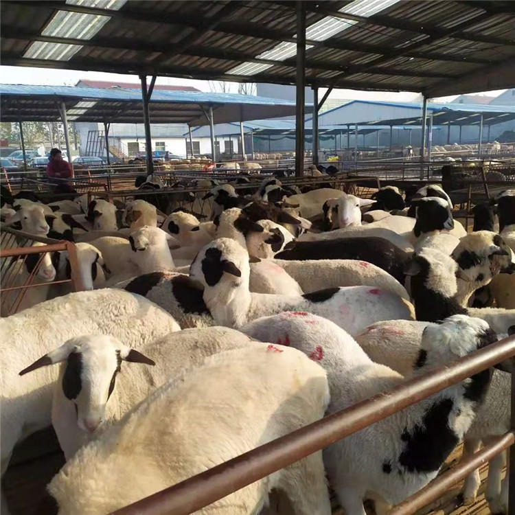 货到再付款 杜泊羊幼崽 通凯牧业供应杜泊羊小羊羔 杜泊羊养殖技术