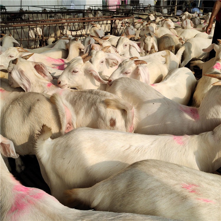 山东养殖基地-培育奶白山羊-1-2岁奶山羊价格-纯种白山羊-龙翔牧业图片