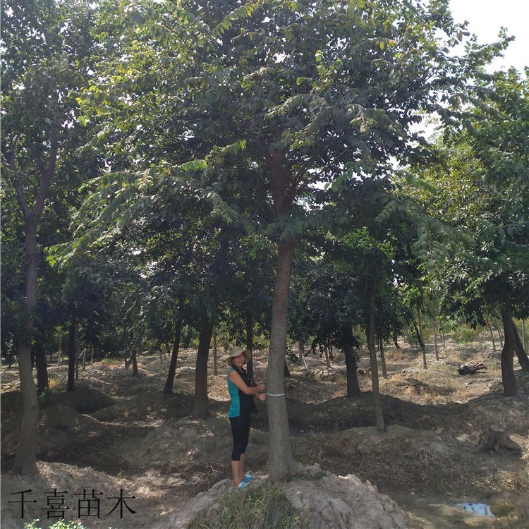 朴树风景树产地 浙江朴树30cm价格 千喜苗木移植苗出售