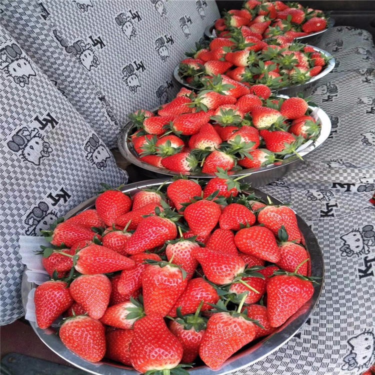 红颜草莓苗当年结果丰香草莓苗 基地大量批发法兰地草莓苗价格优惠