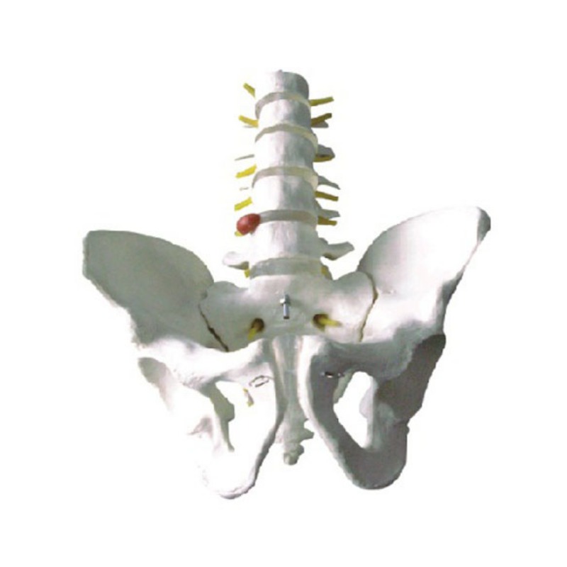 骨盆带五节腰椎模型实训考核装置  骨盆带五节腰椎模型实训设备 骨盆带五节腰椎模型综合实训台图片