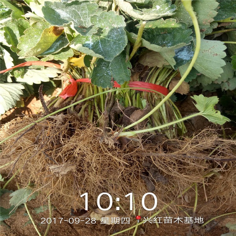 兴红农业基地直销草莓苗 阳台庭院种植草莓苗根系发达