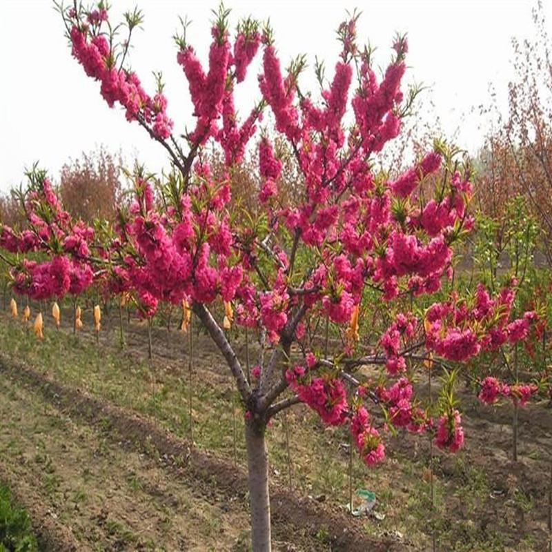 专业苗木基地分枝点80公分以上碧桃树好的货源 碧桃树品质有保证