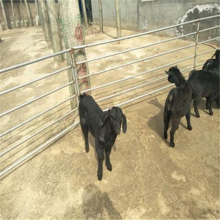 黑山羊养羊基地 通凯 努比亚黑山羊种羊价格 罗田黑山羊图片