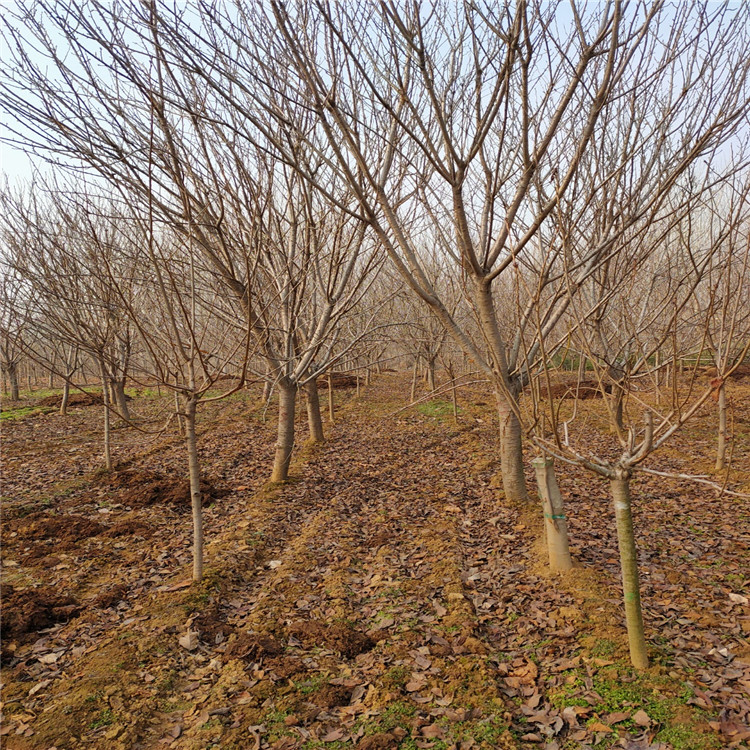 20公分银杏树 自产自销 直销各种规格银杏树