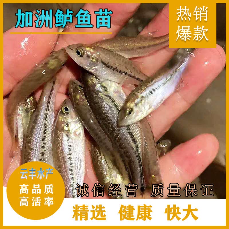 广州现售加洲鲈水花苗  加洲鲈鱼苗养殖 七星鲈鱼苗快速运输