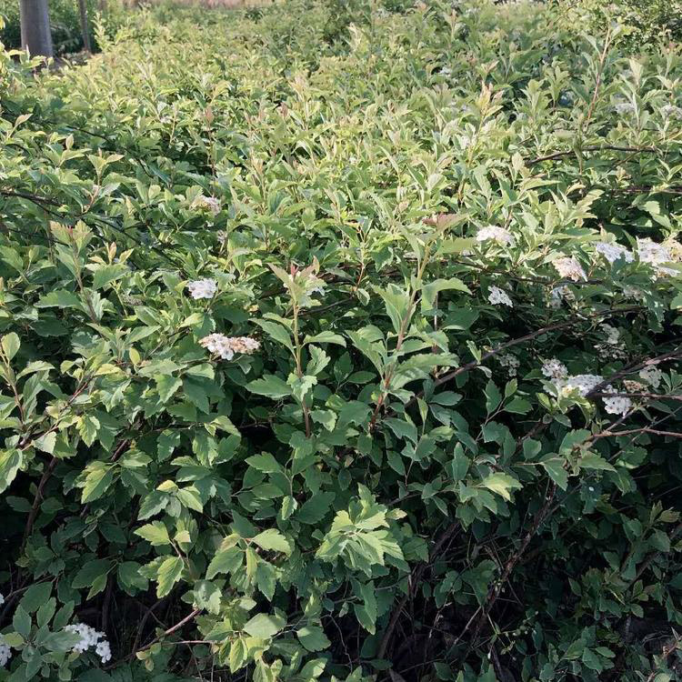 珍珠梅苗 高40公分珍珠梅价格 工程绿化苗木珍珠梅苗
