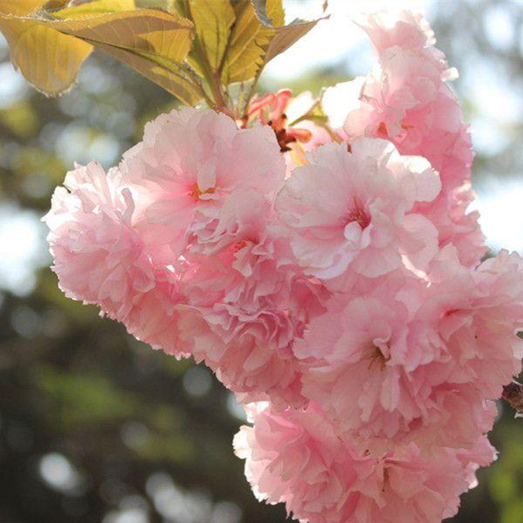 菊枝垂樱花市场  中国红樱花5公分樱花树  单樱花种子批发 万青园林