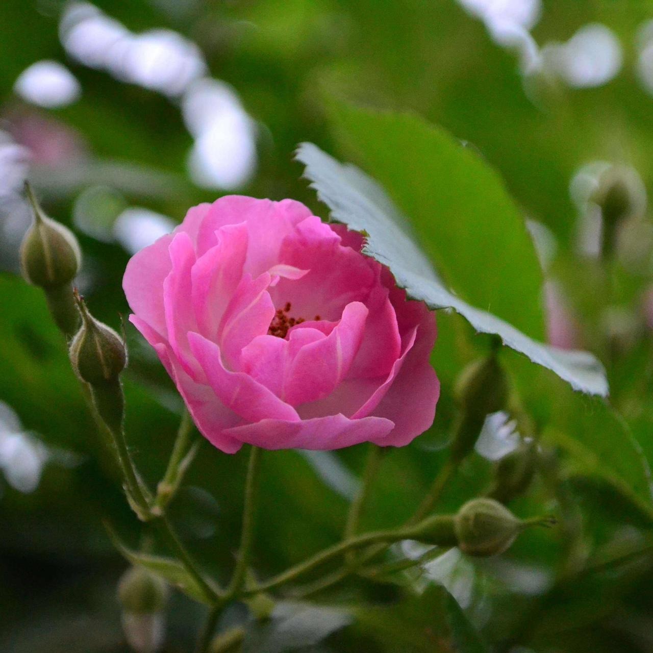 蔷薇花价格 多花爬藤花卉 绿植盆栽 庭院阳台攀援 月季玫瑰价格1-20年