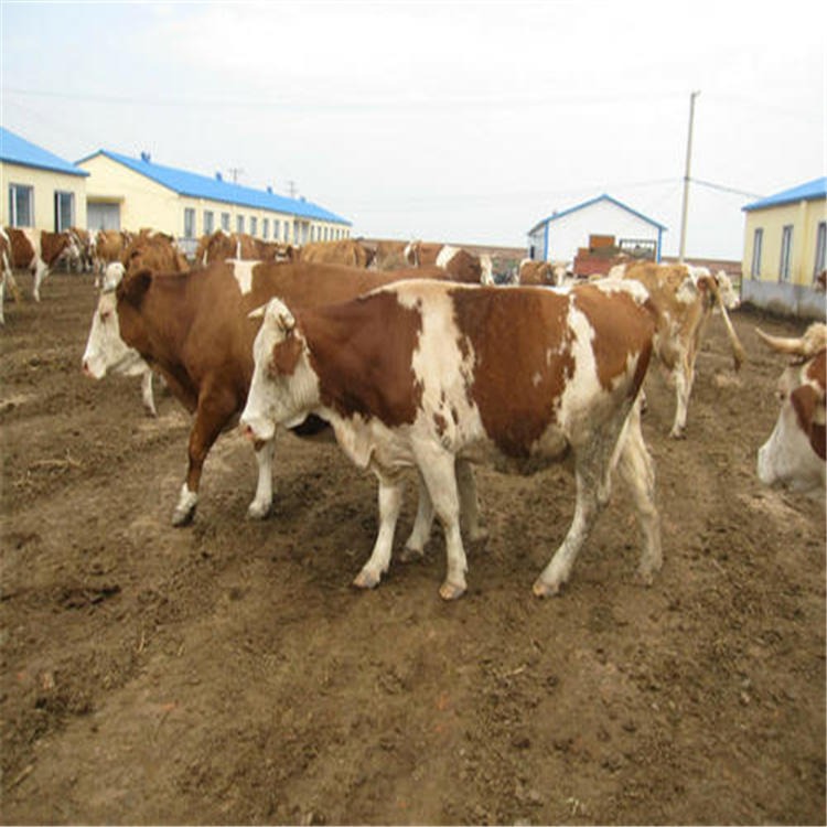 西门塔尔公牛 通凯养殖 四川西门塔尔牛养殖基地 种公牛价格图片
