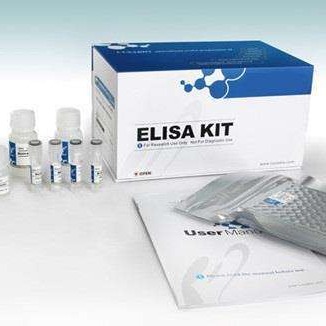 人硫酸脱氢表雄酮试剂盒 DHEAS试剂盒 硫酸脱氢表雄酮ELISA试剂盒