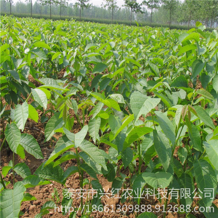 兴红农业供应香玲核桃苗 薄皮核桃苗 8518核桃苗 核桃苗提供种植方法图片