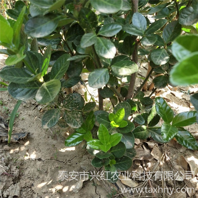 北海道黄杨带土盆栽花园 丛生北海道量大从优 基地货源充足