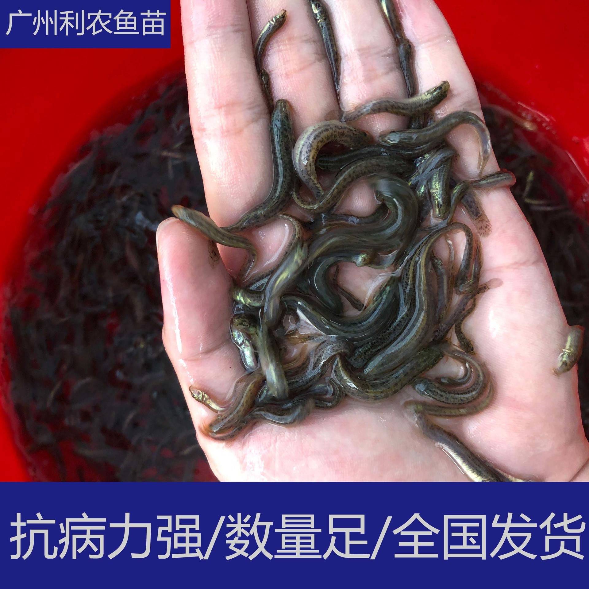 大量批发 江西宜春台湾泥鳅苗出售 3-4cm泥鳅鱼苗养殖场