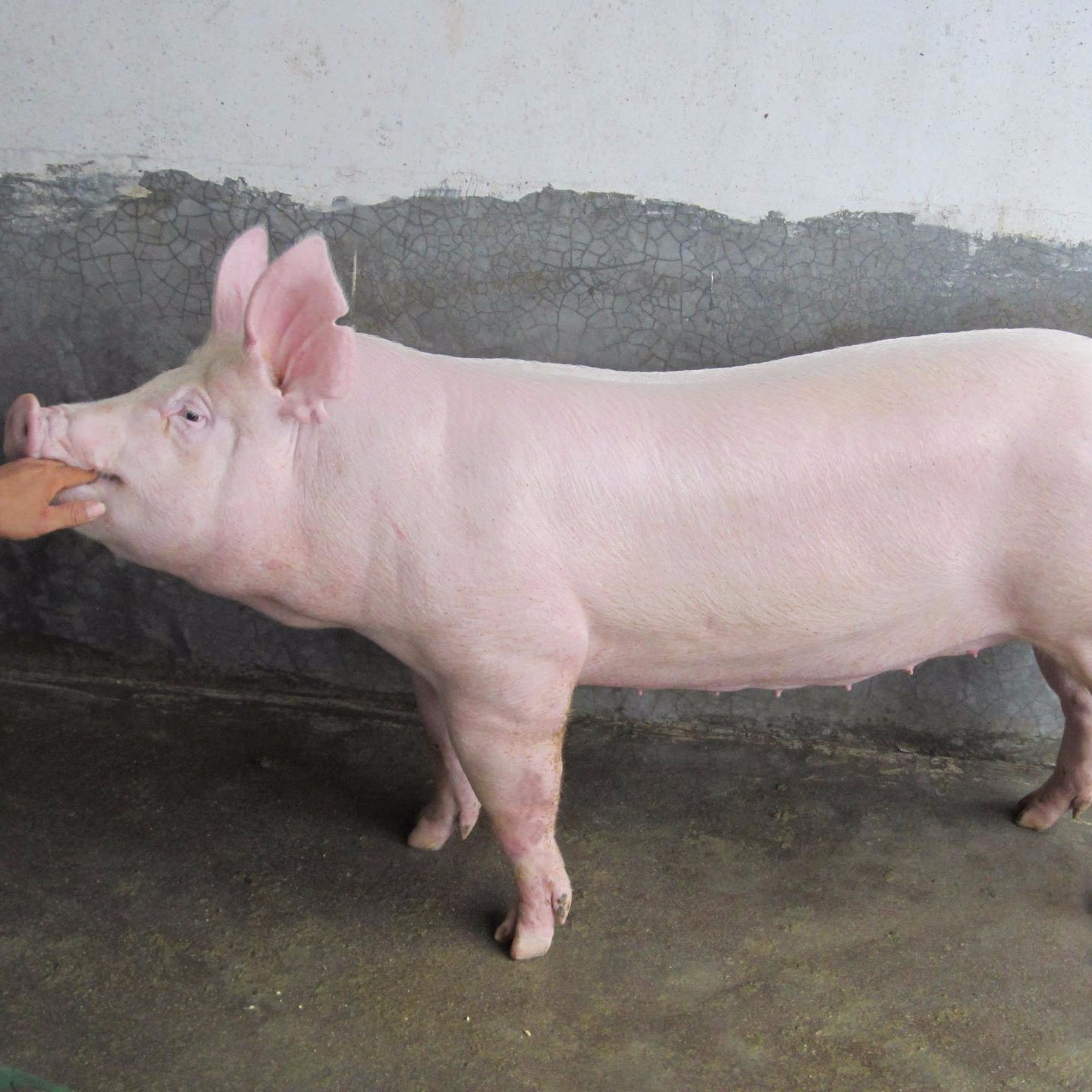 纯种长白猪原种母猪，种猪繁育基地，大长白公猪一头，小母猪苗1只