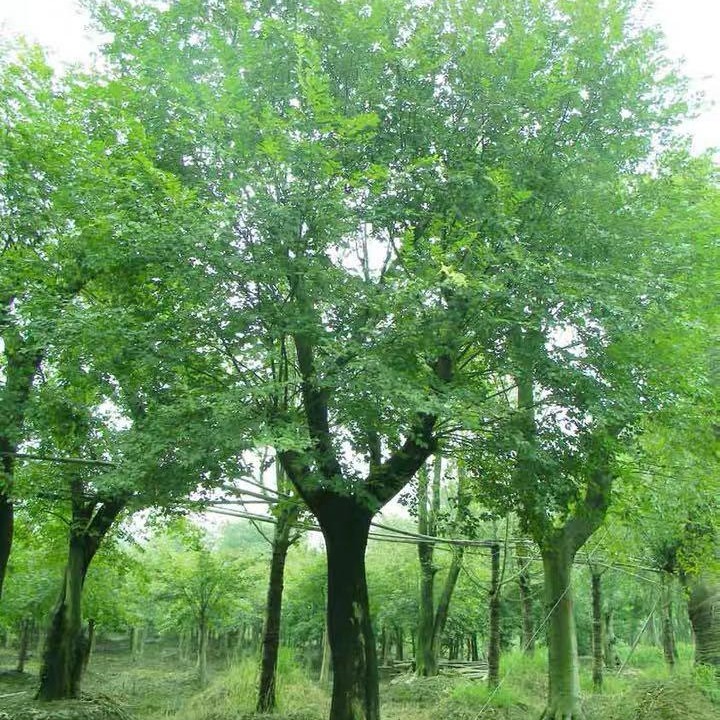 基地直销朴树 规格齐全 园林绿化专用朴树苗
