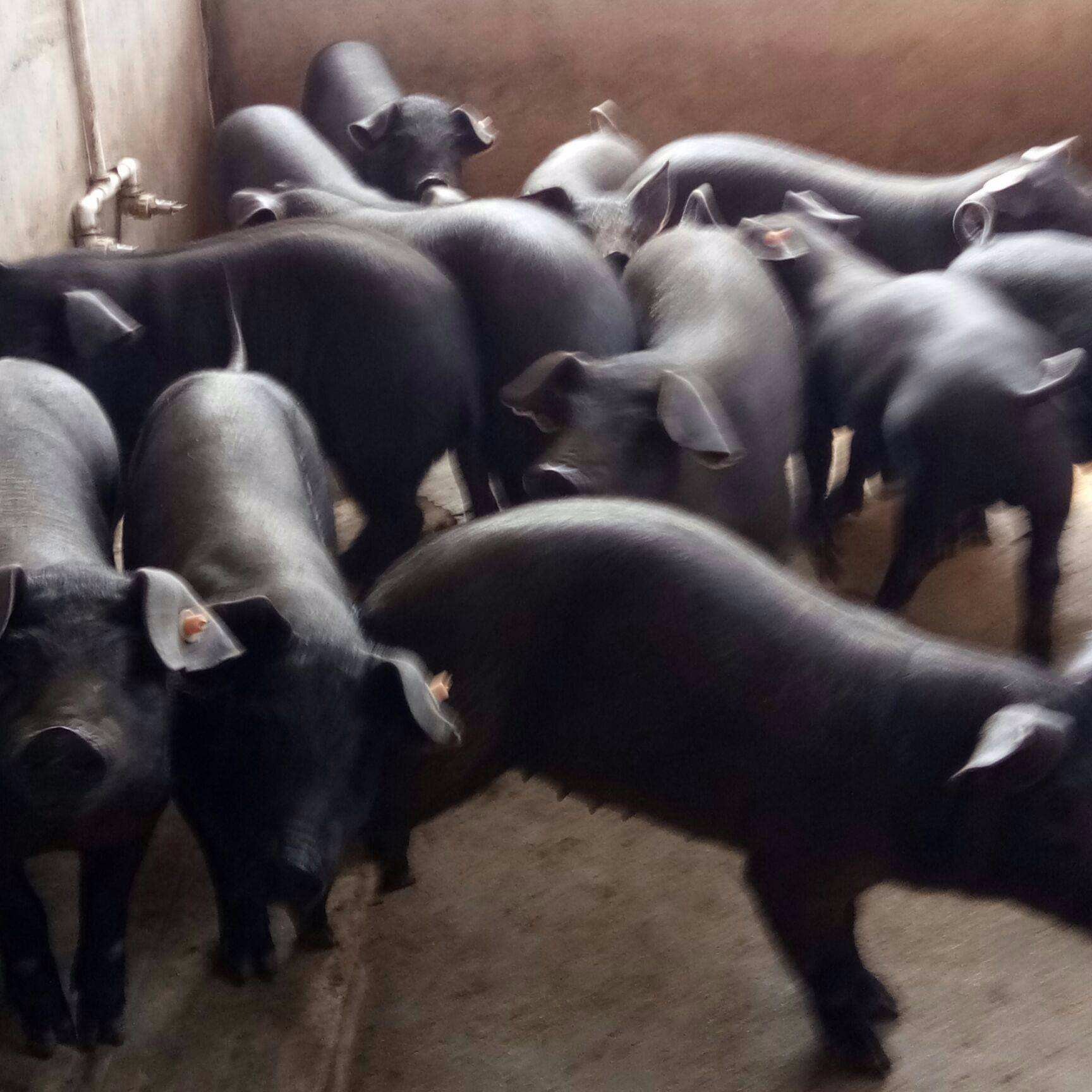 原种苏太黑猪养殖场 大体型后备母猪苗基地  纯太湖出售价格 梅山种母猪一头价钱
