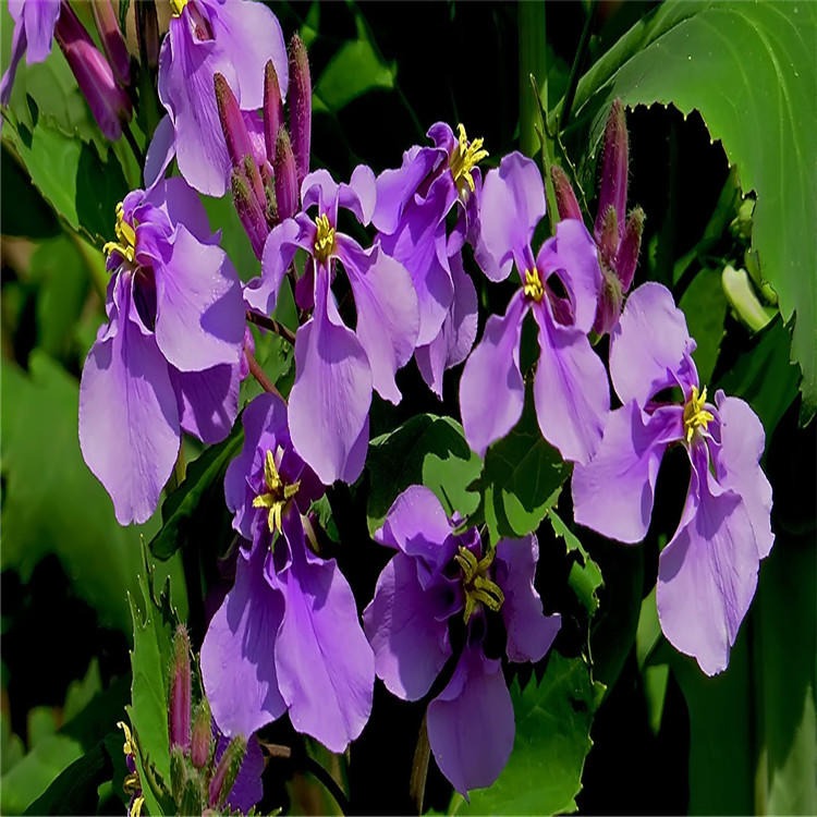 品农供应二月兰种子蓝紫色景观草花花籽发芽率高