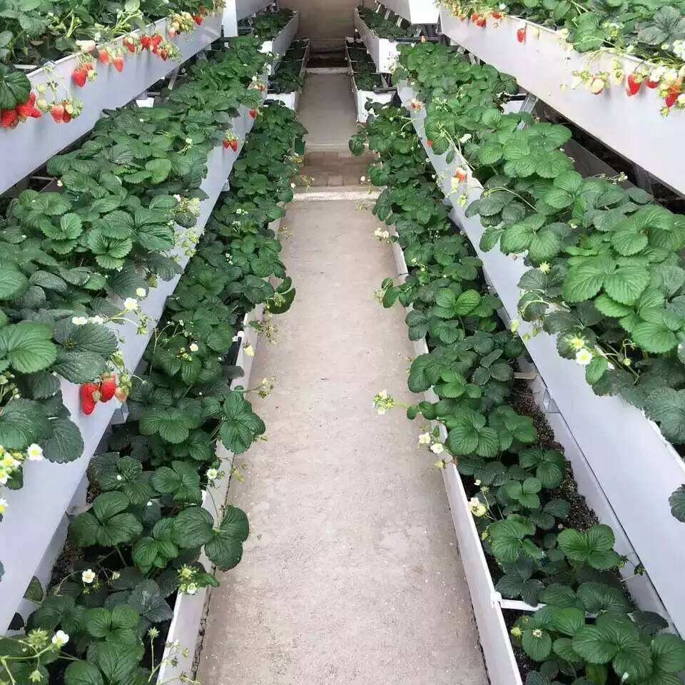 日光暖棚 潍坊建达温室 暖棚温室  日光温室大棚 日光无土栽培草莓