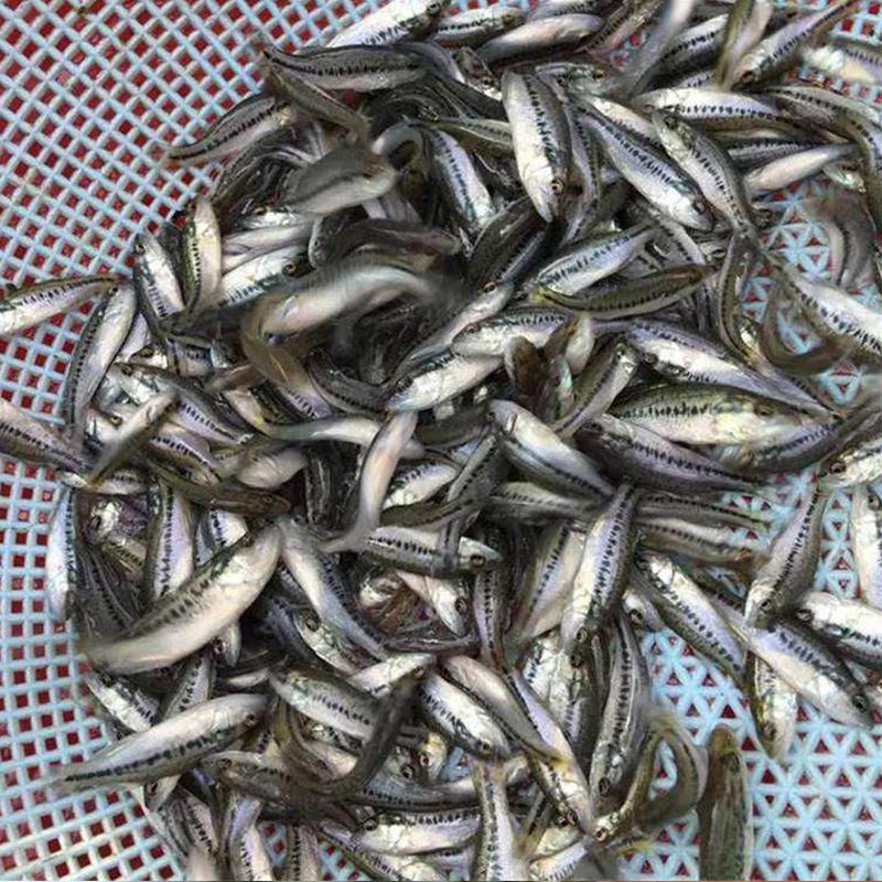 批发加洲鲈鱼苗 2021年加洲鲈鱼苗公分苗 加洲鲈水花量大从优 包邮包活