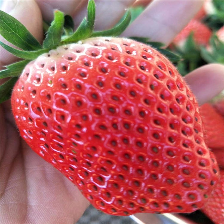 小白草莓苗品种多样 奶油草莓成苗 供应桃熏草莓苗