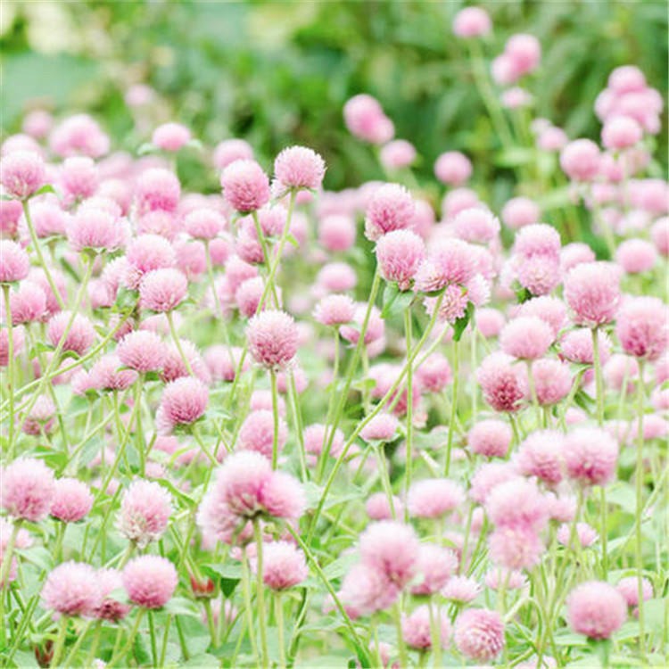 绿化花种千日粉种子种源花田精心培育园林观赏效果好图片