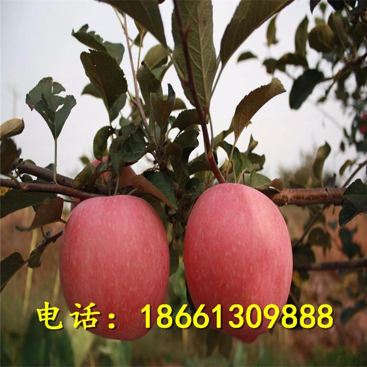 红富士苹果苗产地直销 苹果树苗带包装发货 陕西红富士苹果苗 苹果苗价格图片