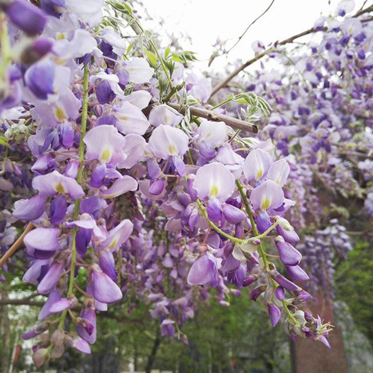 紫藤 出售4公分紫藤 出售2米长的紫藤 湘林苗圃