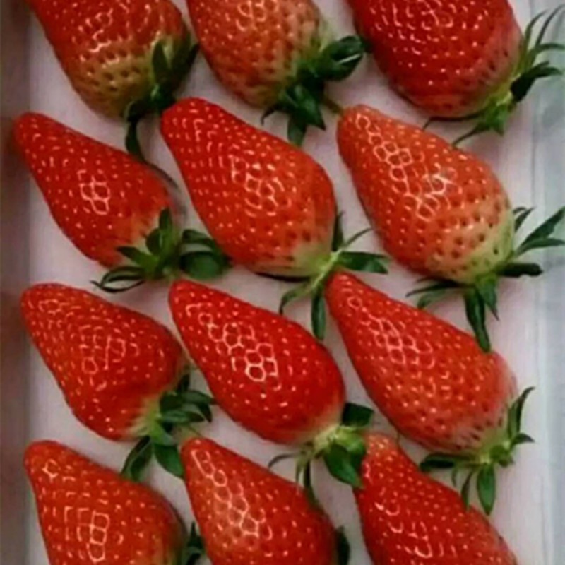 甜宝草莓苗甜宝草莓苗甜宝草莓苗品种批发价格