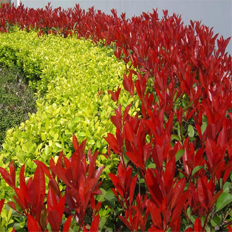 咸阳红叶石楠种植户-红叶石楠球价格表-红叶石楠球叶子枯萎-绿化红叶石楠球价格