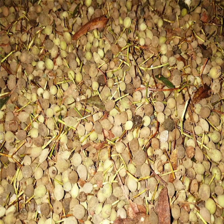 今年新採椴树种子树籽经过催芽处理大田垄播苗床播种育苗