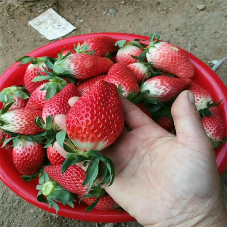 妙香七号草莓种植时间 甜宝草莓苗销售 山东草莓苗种植基地