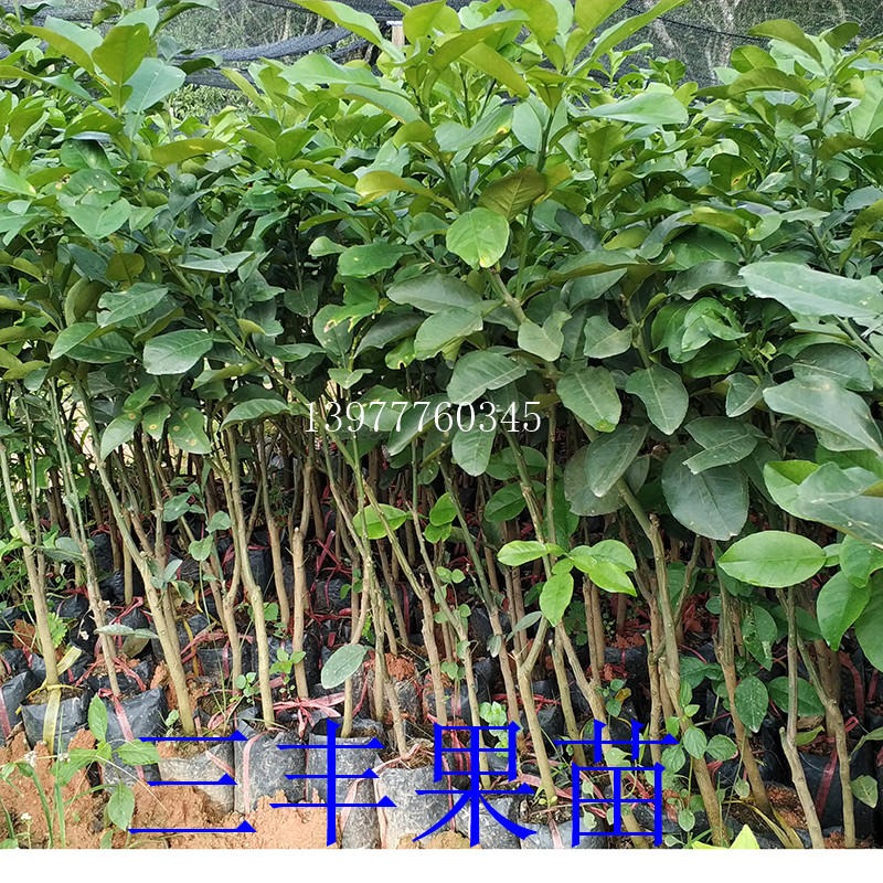 泰国红宝石青柚苗价格泰国红宝石青柚苗果园基地南北方种植盆栽地栽果树苗