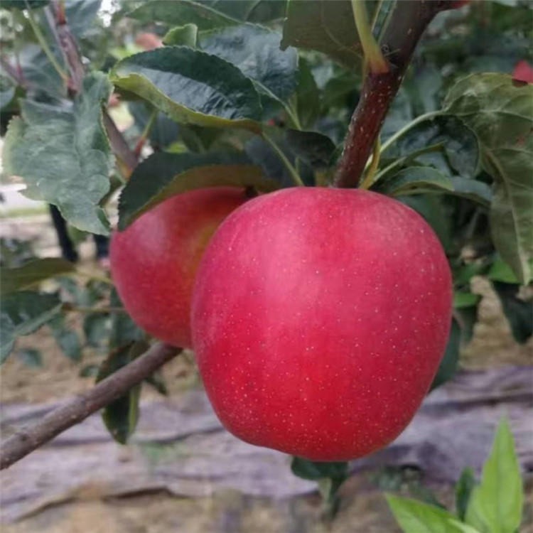 新品种红肉苹果苗当年结果 红色之爱苹果苗保湿邮寄现挖现卖图片