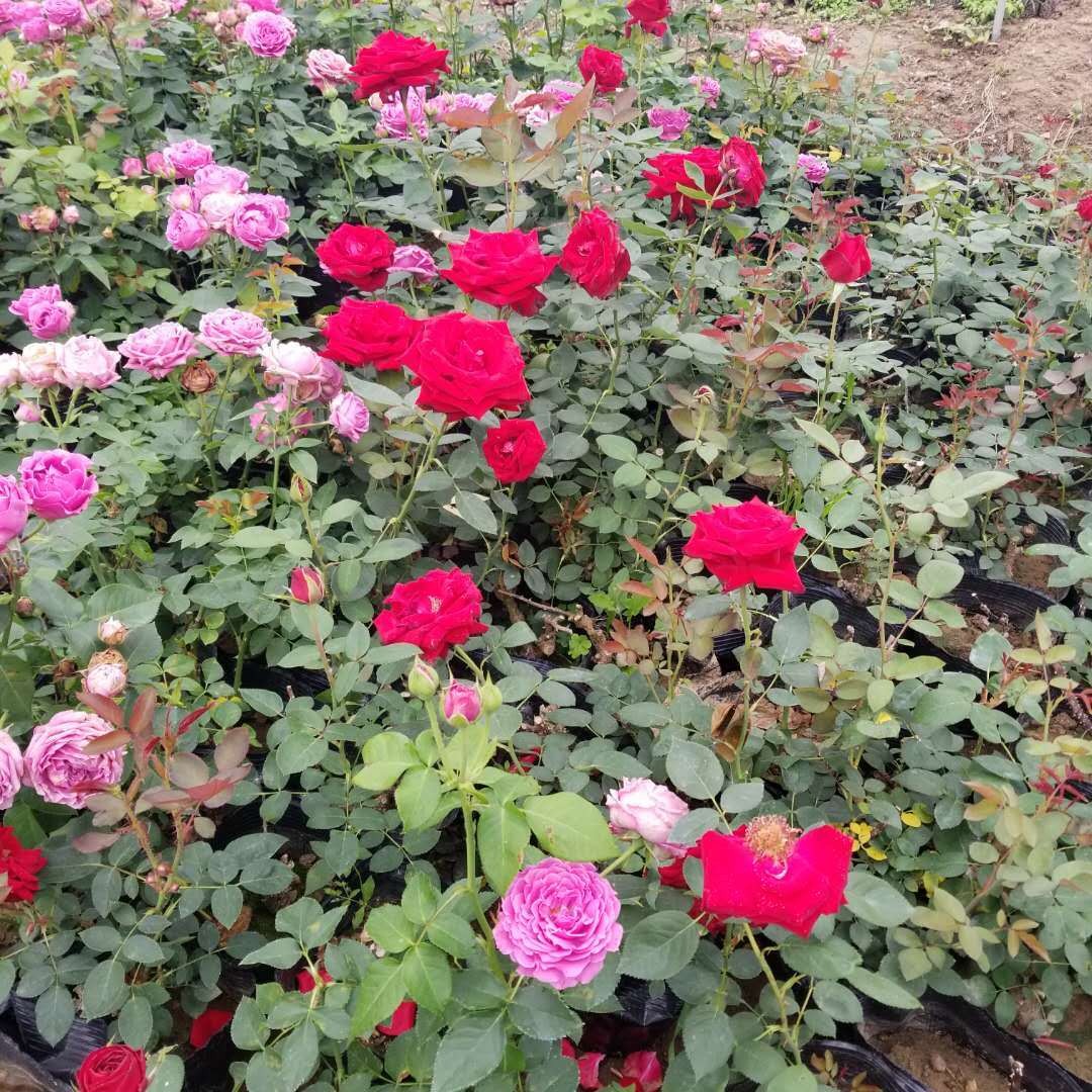 庭院绿植盆栽大花灌月 玫瑰花盆栽 月季花苗大花植物玫瑰月季多季开花