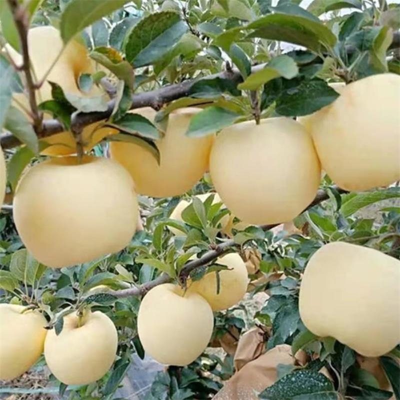 晚熟苹果苗批发 1公分维纳斯黄金苹果苗价格 3公分苹果树 矮化苹果苗