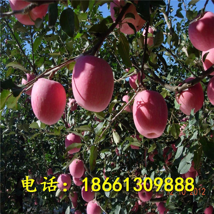 矮化红富士苹果苗 苹果苗种植基地  红富士苹果树苗价格 苹果苗量大优惠