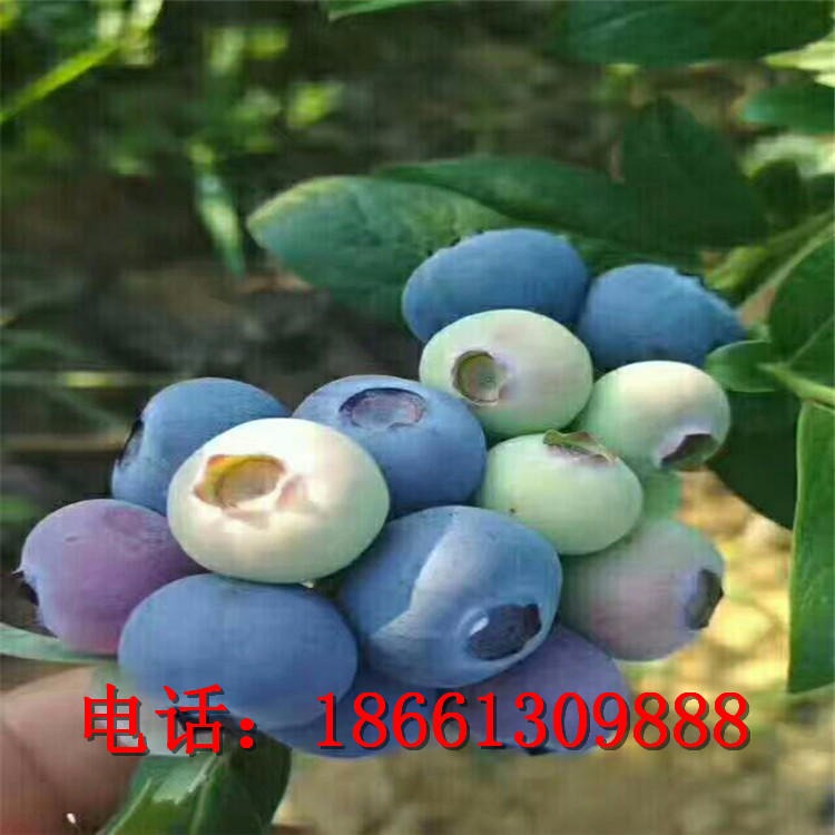 蓝莓苗提供种植技术资料 蓝丰蓝莓苗价格 蓝莓成苗品种