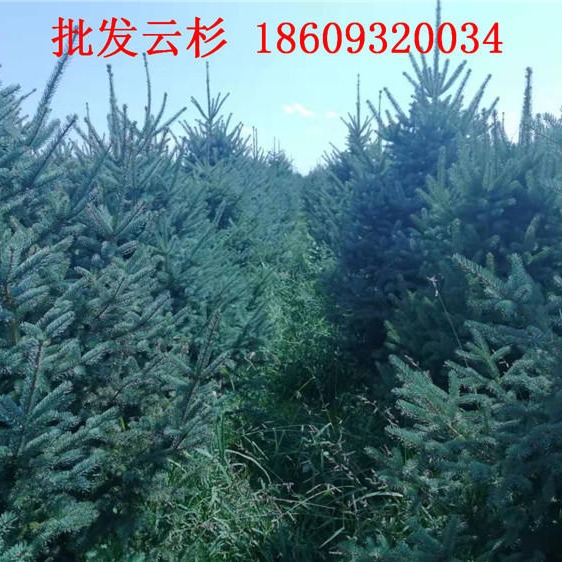 西藏云杉树苗 拉萨1.5米2米2.5米云杉价格