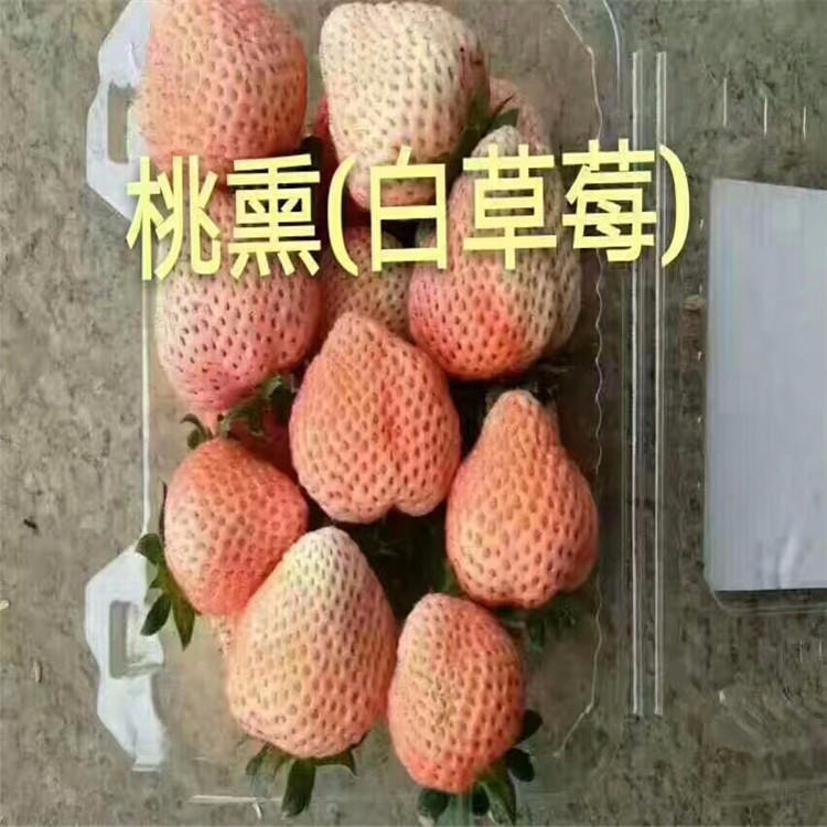 白草莓苗育苗 高产桃熏草莓苗基地 兴红农业桃熏草莓苗产量