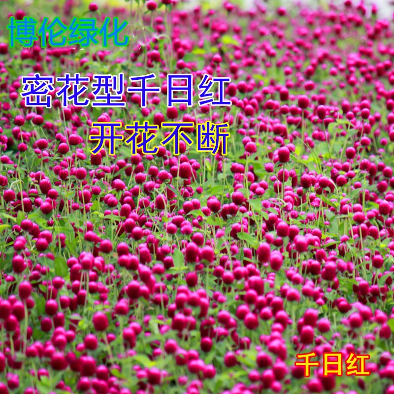 千日红种子 耐热花卉种子 千日紫种子批发 博伦热销花卉种子 花期长支持货到付款