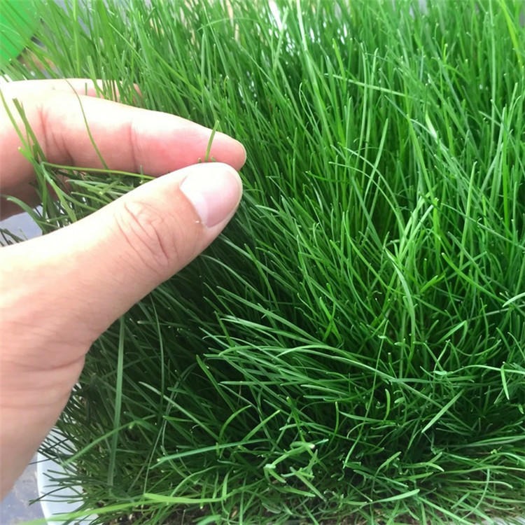 禾本科牧草黑麦草种子植株生长快分蘖多能耐牧园艺观叶草坪绿植图片
