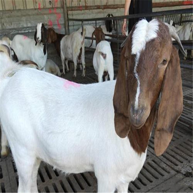 山西省50斤波尔山羊价格 波尔山羊养殖场