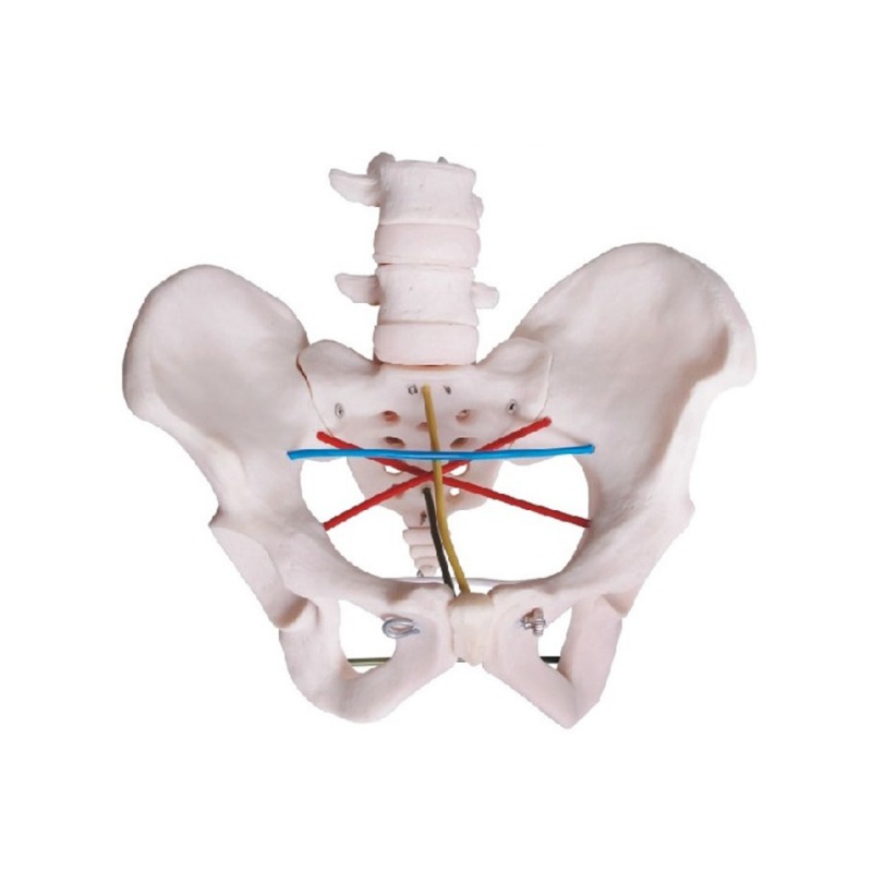 骨盆测量示教模型实训考核装置 骨盆测量示教模型实训设备 骨盆测量示教模型综合实训台图片